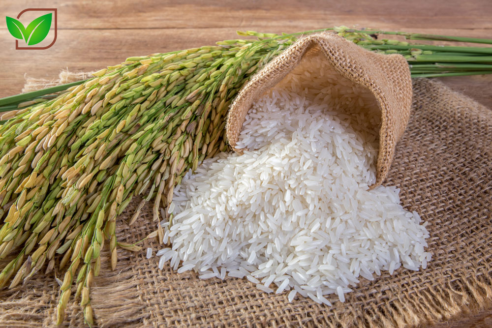 نحوه تشخیص برنج با کیفیت و خوش پخت (برنج ایرانی) + لیست قیمت